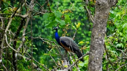 justwebsitedesigning.com Glimpses